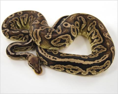 male proven breeder black pewter ball python
