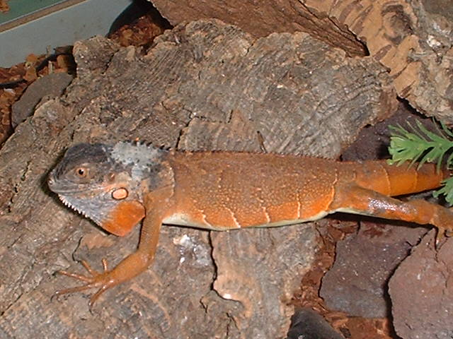 Male Red Iguana