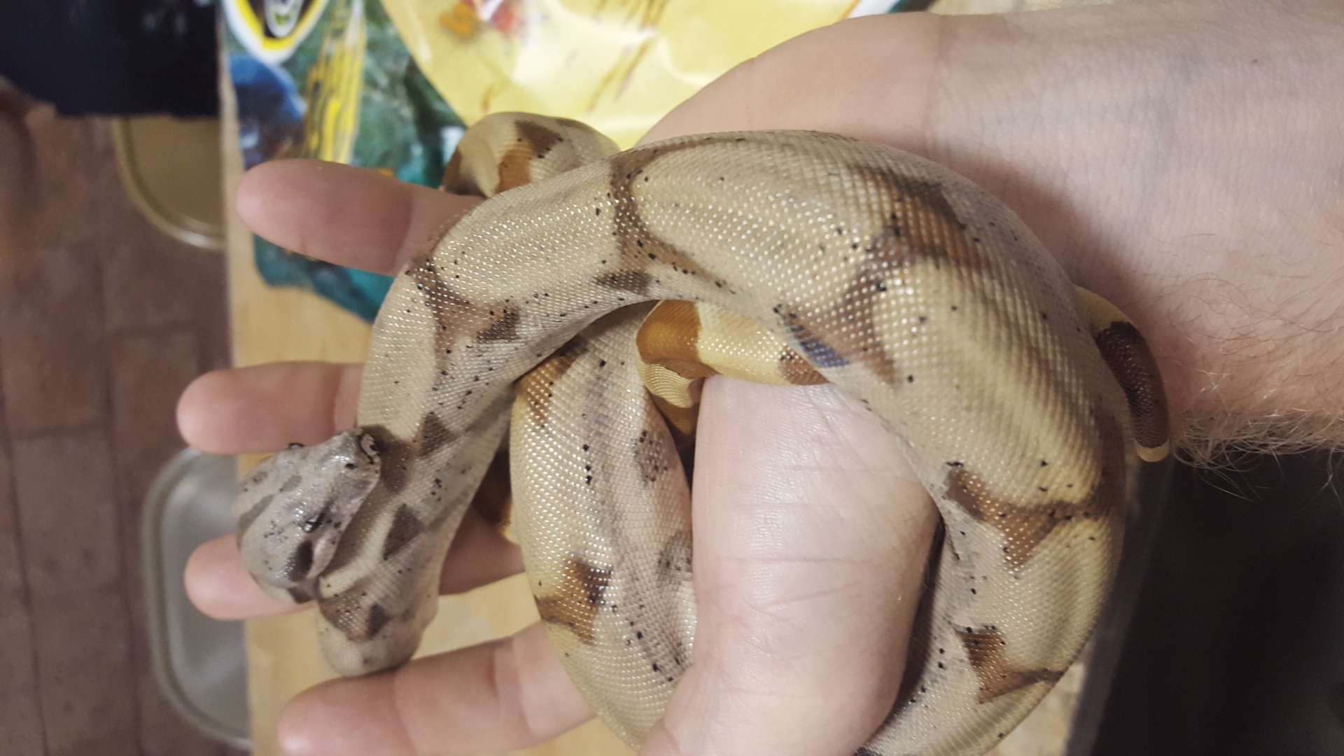Male red tail hypo