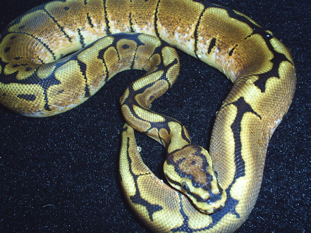 Male Spider