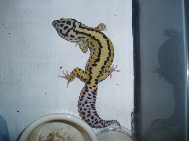 Male Stripe