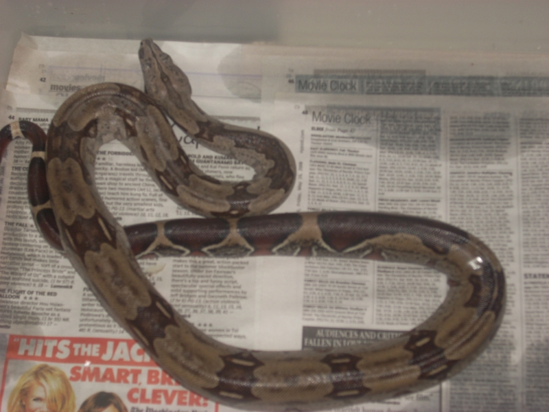 male surinam 1