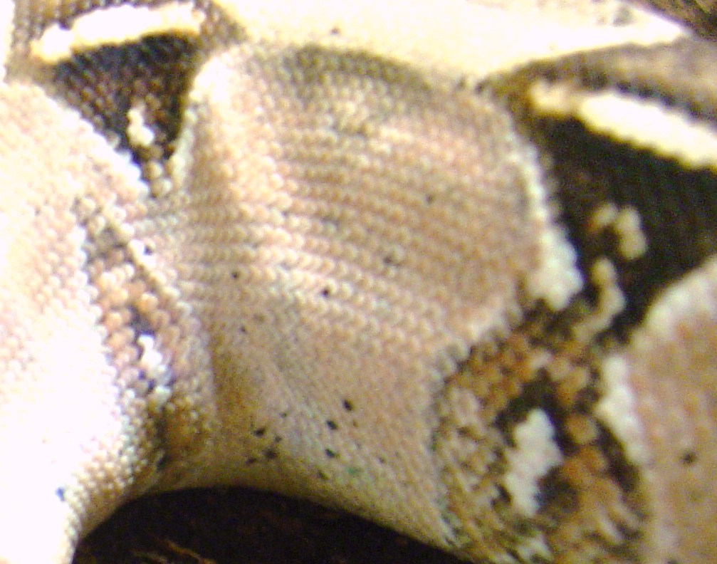 male suriname
