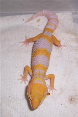 male tangerine albino hatchling