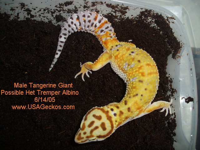 Male Tangerine Giant