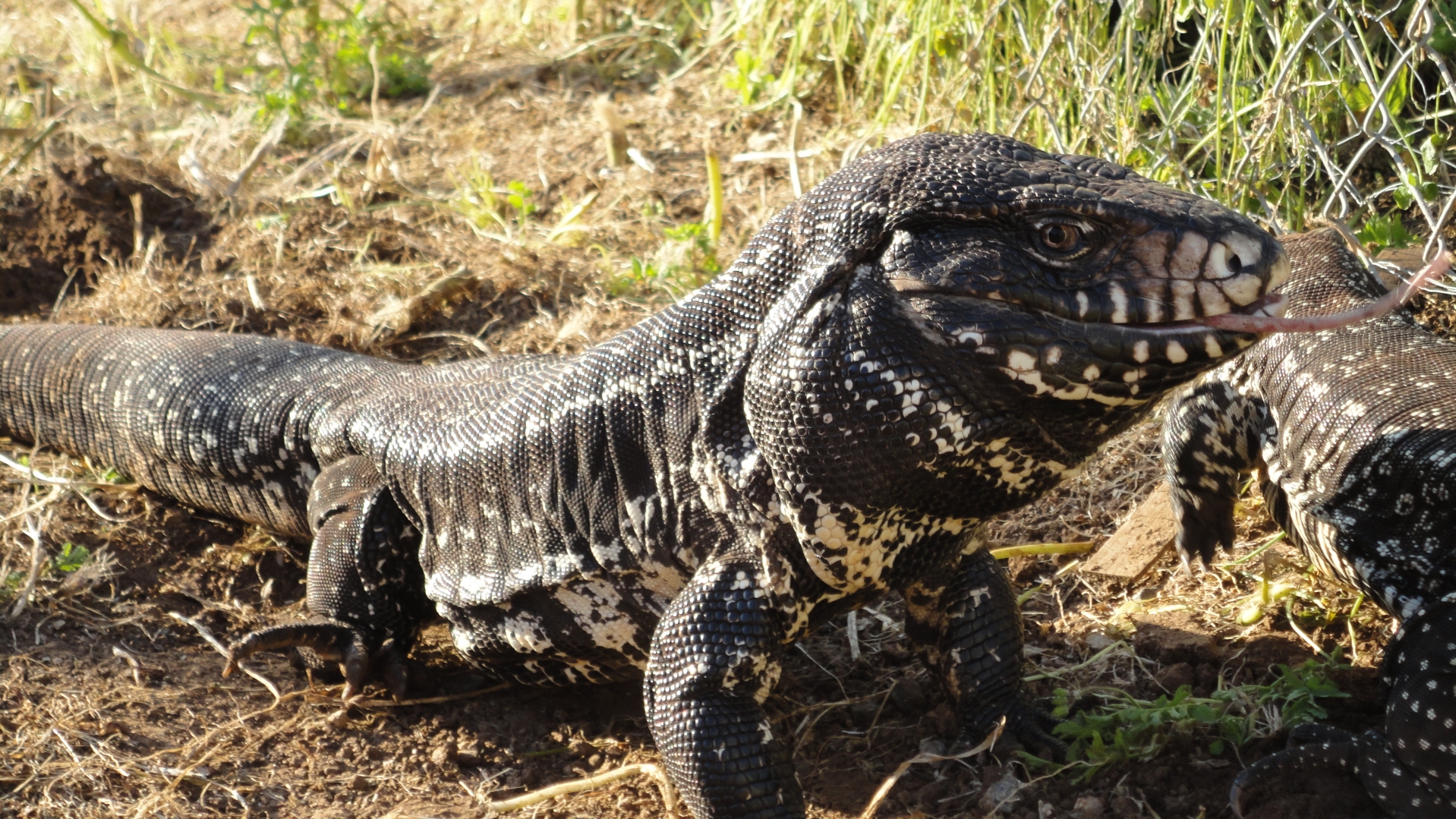 Male Tegu