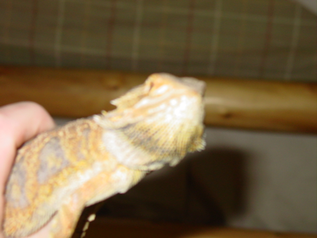 male tiger/sandfire