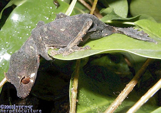 Male Uroplatus ebenaui