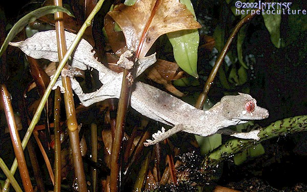 Male Uroplatus phantasticus