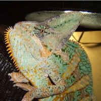 Male Veiled