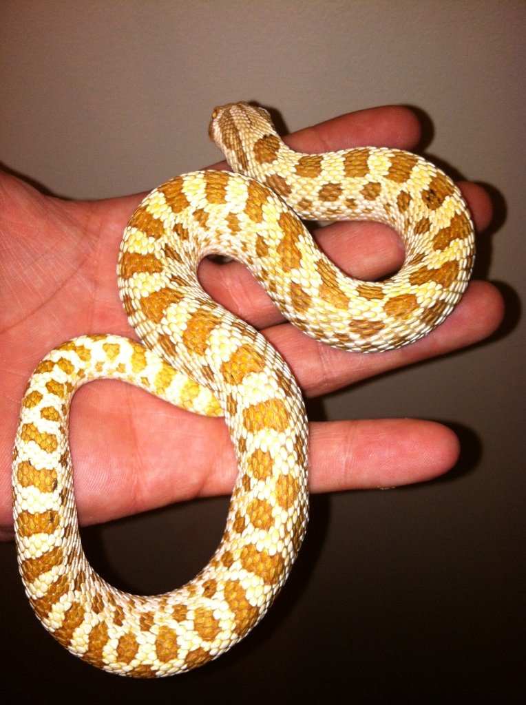 Male Western Hognose Toffee Belly FOR SALE
