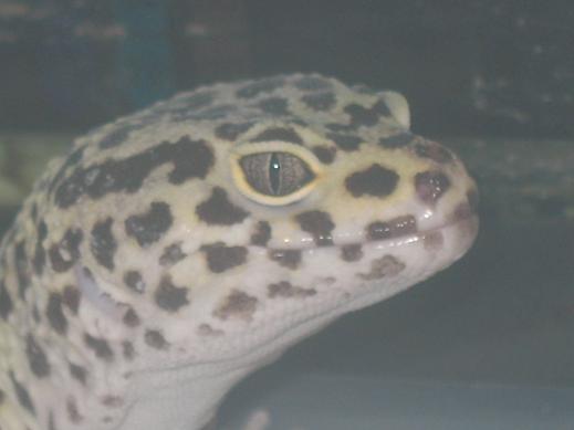 male yellow 2 gecko closeup