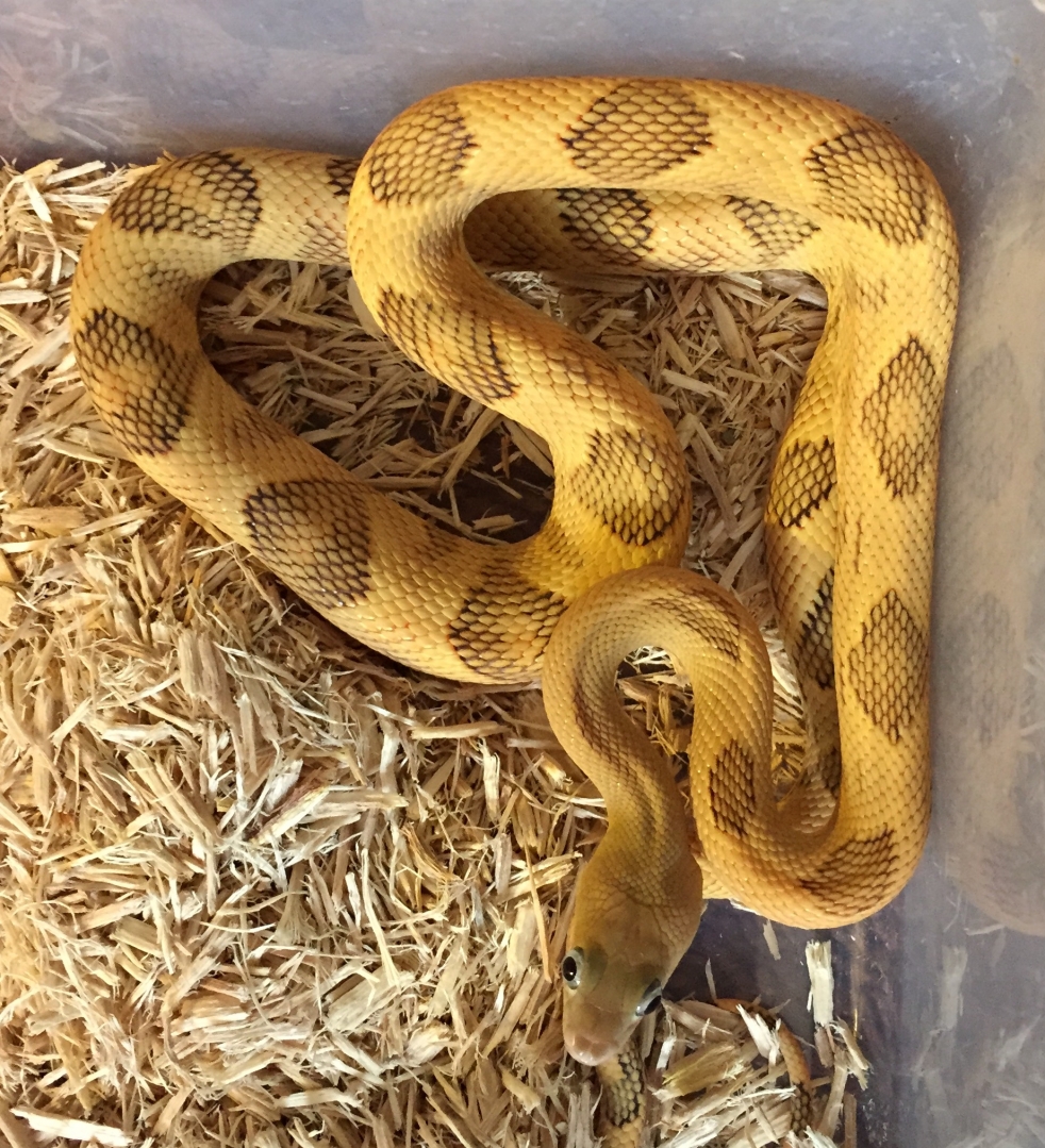 male yellow blonde trans pecos ratsnake in sunlight