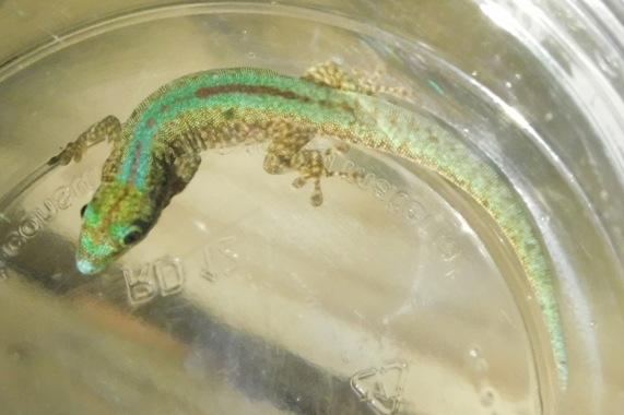 Male