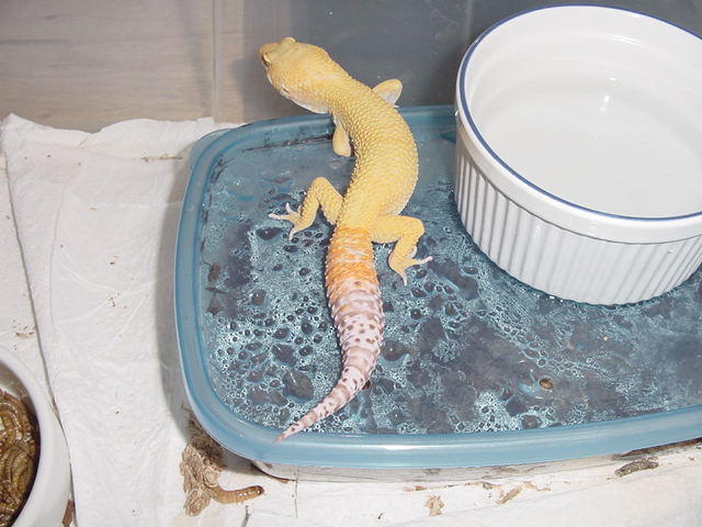 male