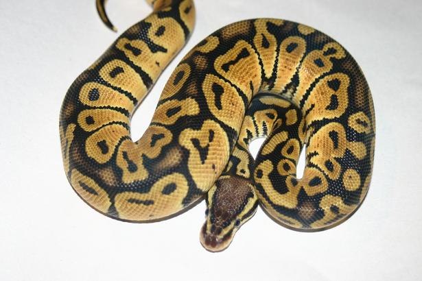 Male01 278g
