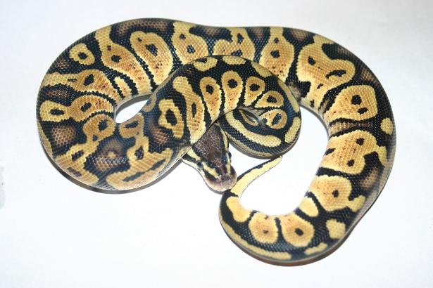 Male02 238g