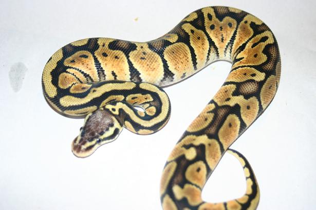 Male03 198g