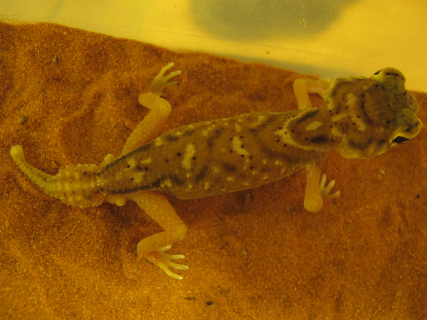 male1-2