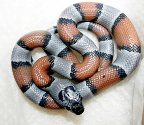 male_02_baby_dk_greyband_hatched_9-1-08_013