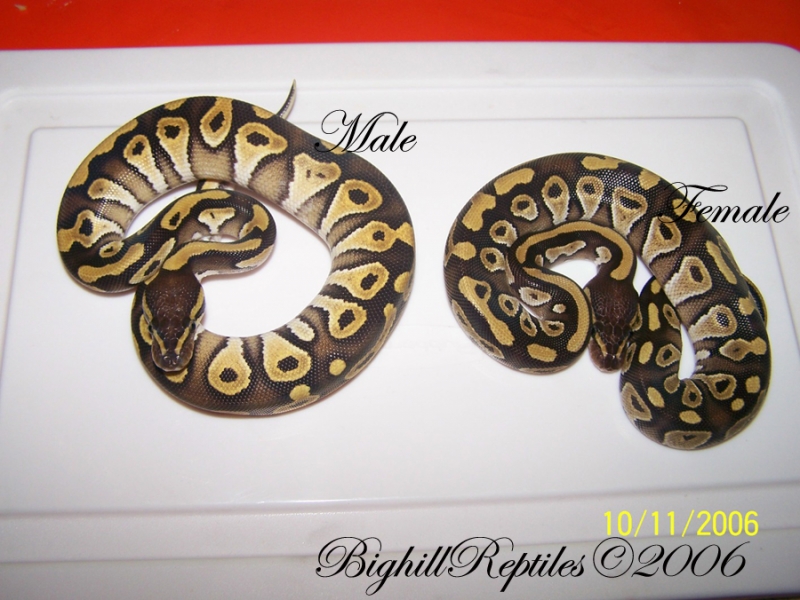 male_and_female_mojo_pic_2_copy