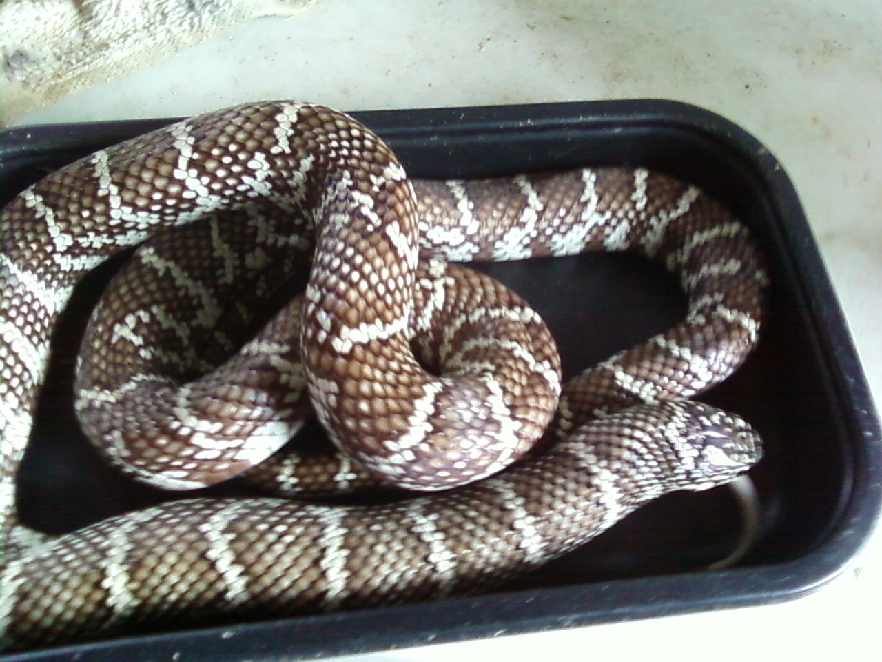 Male_Fl_X_Cal_1
