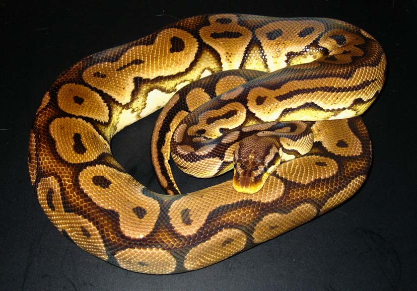 Male_HRA_Pastel_Breeder