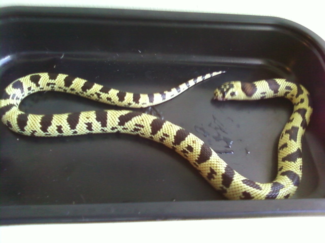 male_yellow_jurassic1