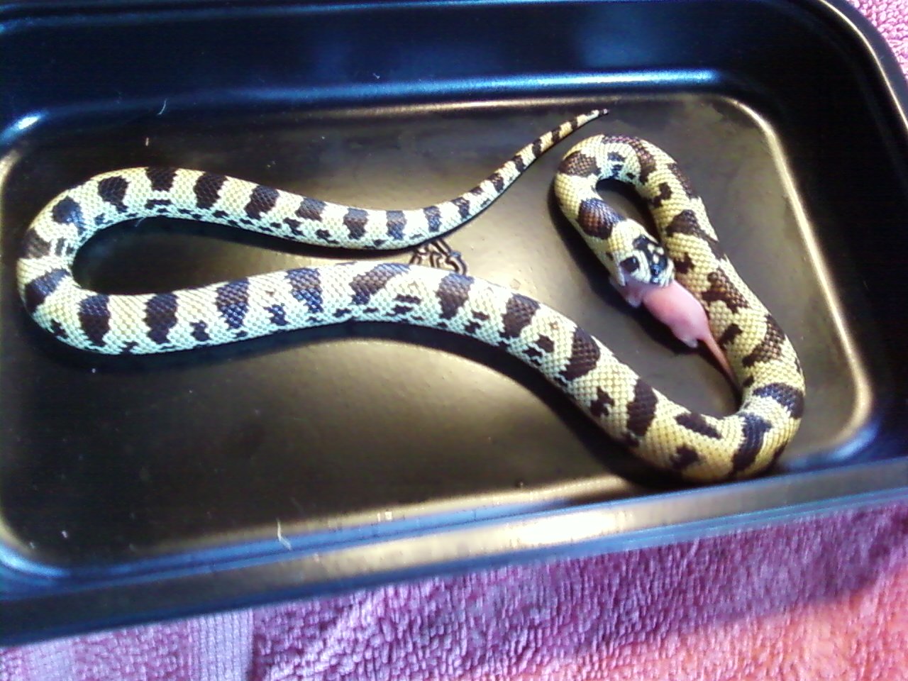 male_yellow_jurassic2