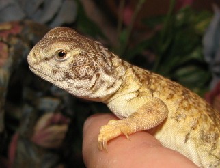 mali uro