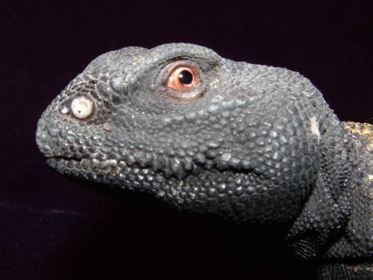 Mali Uromastyx