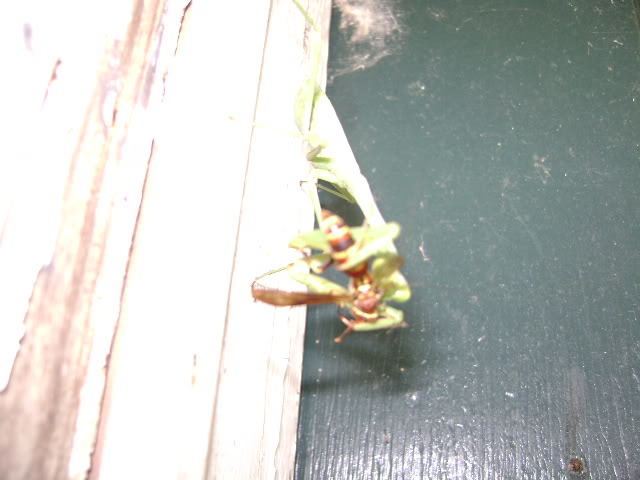 Mantid Eating Wasp