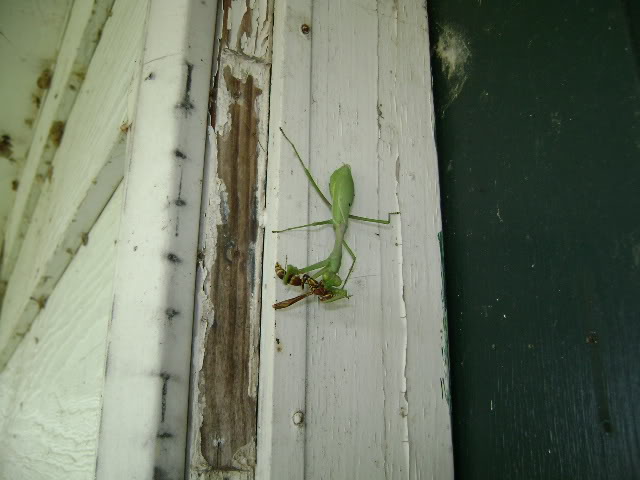 Mantid Eating Wasp