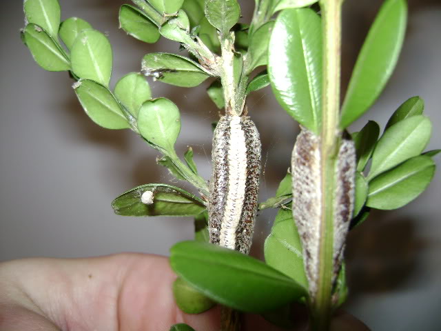 Mantid Oothecas