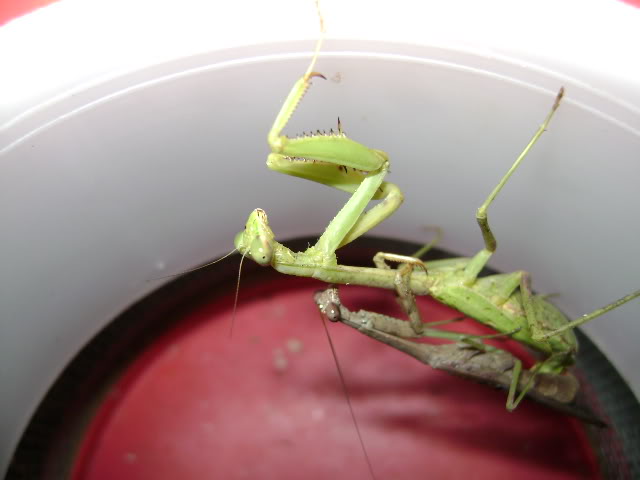 Mantids Mating