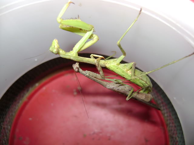 Mantids Mating