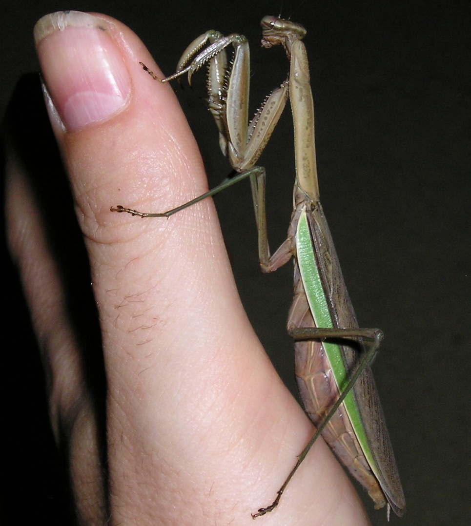 Mantis