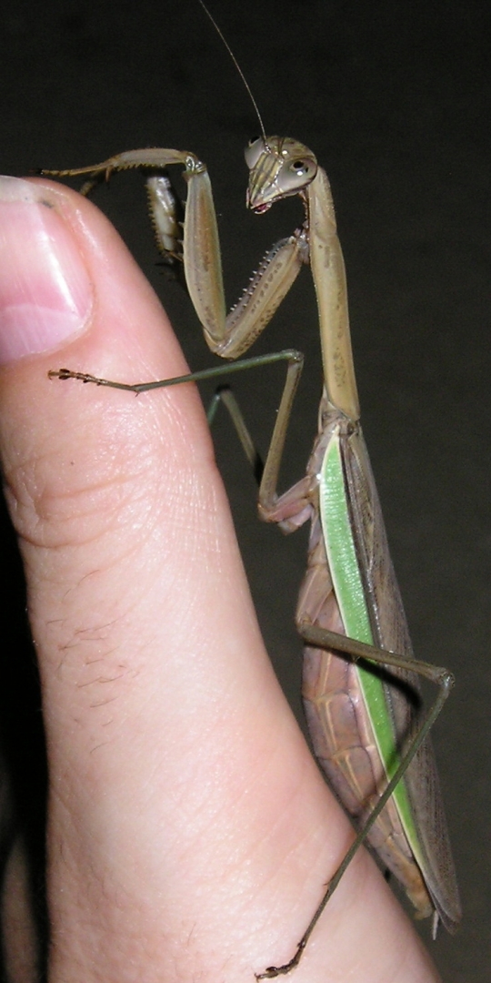 Mantis