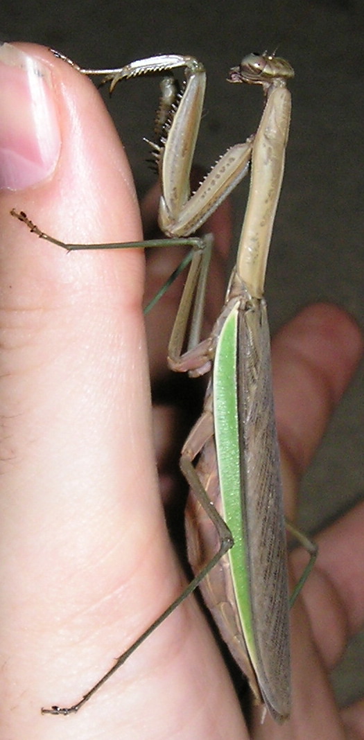 Mantis