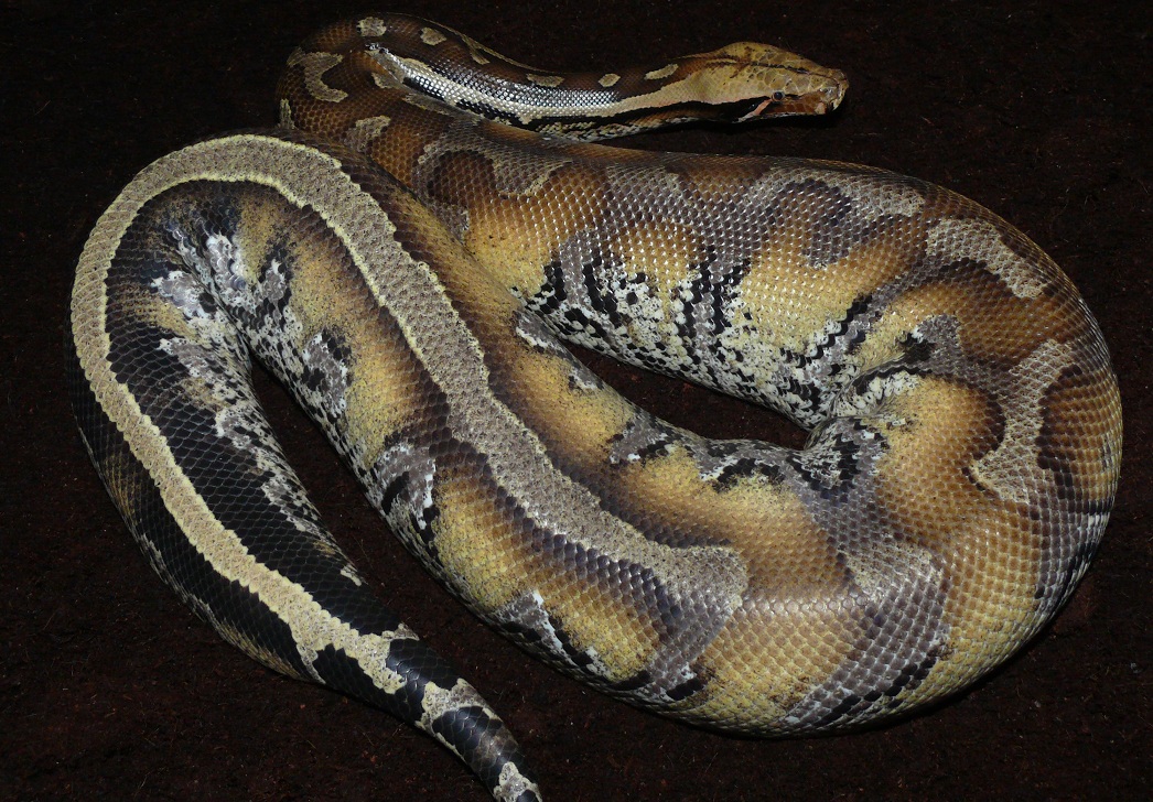 Marble Borneo bloodpython