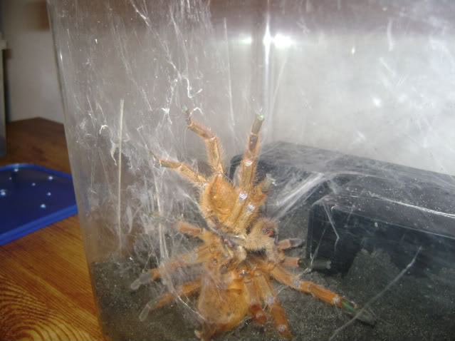 Mating OBT's