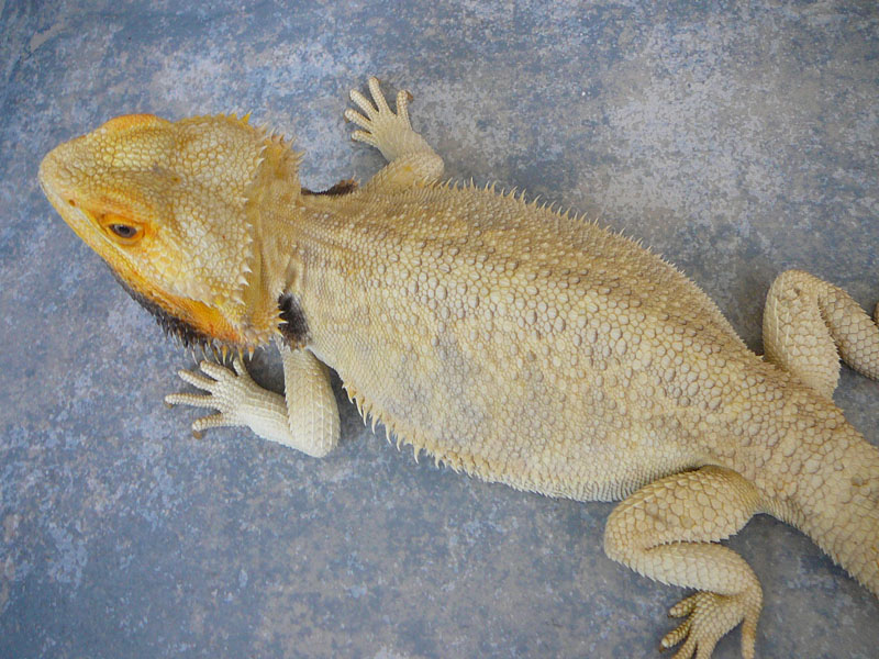 Maxx-800x600