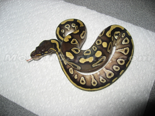 MC_0107Mojave1