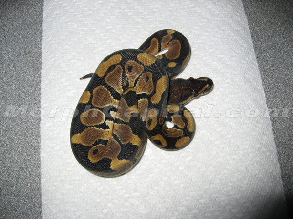 MC_01_07_Female1