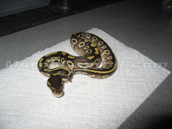 MC_01_07_Mojave2