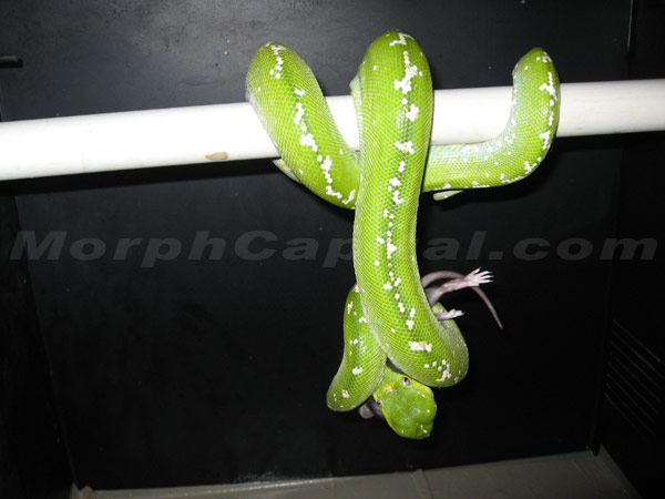 MC_10Chondro