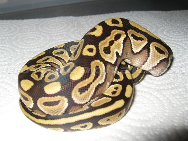 MC_Mojave_07_3_1