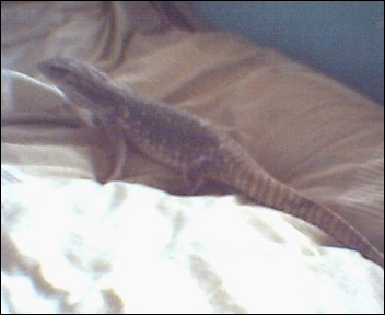 me_big_bosc