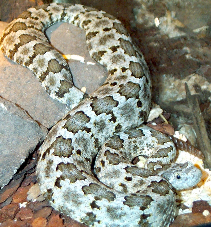 Mexican Dusky
