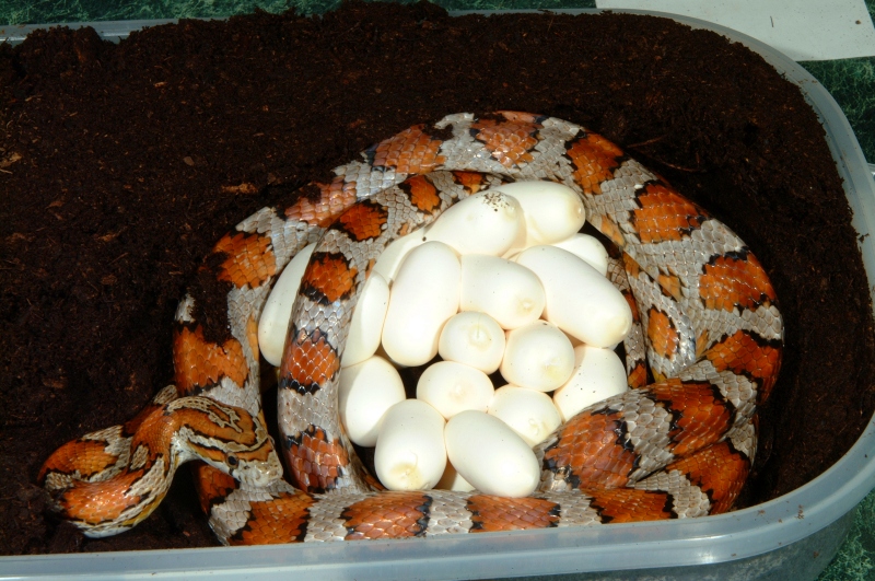 Miami Phase Corn laying eggs